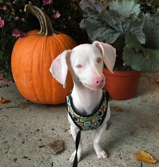 What's So Special About Piglet, the deaf blind pink puppy? - Piglet, the deaf  blind pink puppy