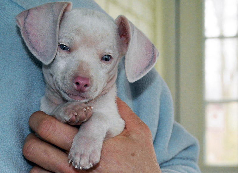 Meet Piglet - Piglet, the deaf blind pink puppy