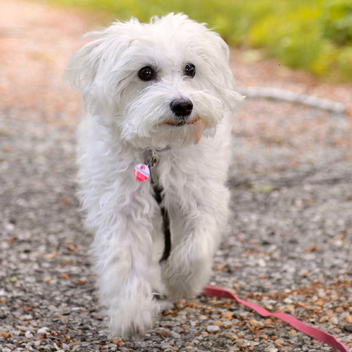 Piglet’s Pack Piglet, the deaf blind pink puppy