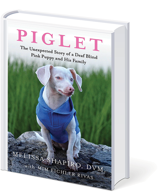 Piglet, the deaf blind pink puppy Piglet Mindset